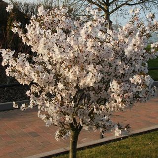 Prunus 'Nevesta'