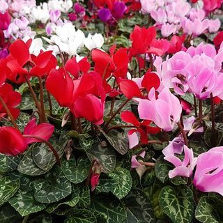 Kolekcia Cyclamen Metis