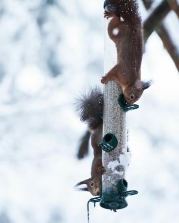 Veveričky jesť z vtáčieho krmítka počas zimy