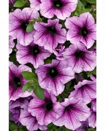 Supertunia Bordeaux (Petúnia)