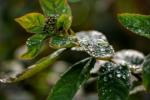 Jarná mráz: Met Office a RHS vydávajú záhradníkom poradenstvo týkajúce sa ochrany rastlín
