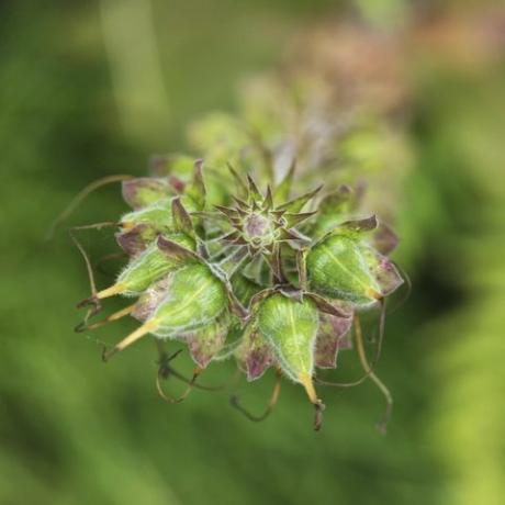 abstraktný pohľad zhora nadol na struky semien náprstníka obyčajného digitalis purpurea cornwall, uk, júl 2016