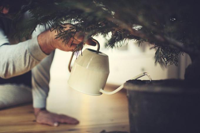 mužské ruky polievajú črepníkový vianočný stromček