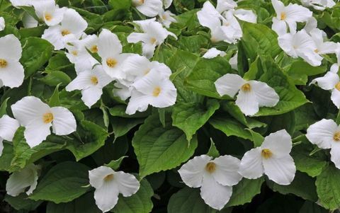 tropické-rastliny-Trillium-grandiflorum