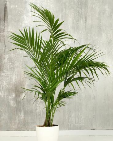 kentia palma howea forsteriana