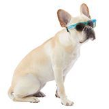 Slnečné okuliare Ombre Pet