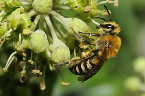 Včela na kvetoch brečtanu