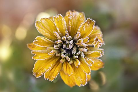 Matná žltá kvetina Rudbeckia známa tiež ako trstina