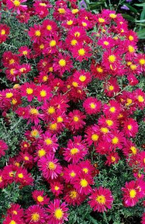 aster winstonský kostolík, michaelmas daisy, astry