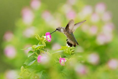 kolibrík zvädnutý v krku archilochus colubris je druh kolibríka, ktorý vo všeobecnosti trávi zimu v strednej Amerike a migruje do východnej severnej Ameriky, aby sa v lete choval. Je to zďaleka najbežnejší kolibrík na východe rieky Mississippi na severe Amerika