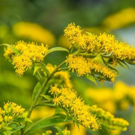 solidago canadensis canadian goldenrod žlté letné kvety liečivá rastlina