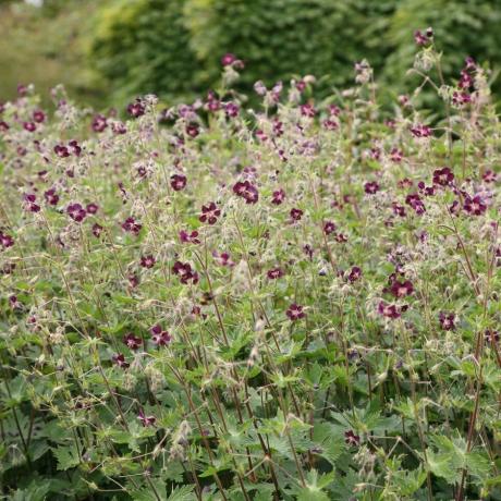 Geranium phaeum