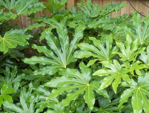 tropické-rastliny-Fatsia-japonica