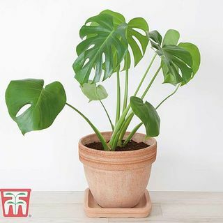 Monstera deliciosa, švajčiarska syráreň