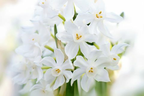Narcis narcis biely - Narcissus panizzianus biele Narcisy jarné kvitnúce