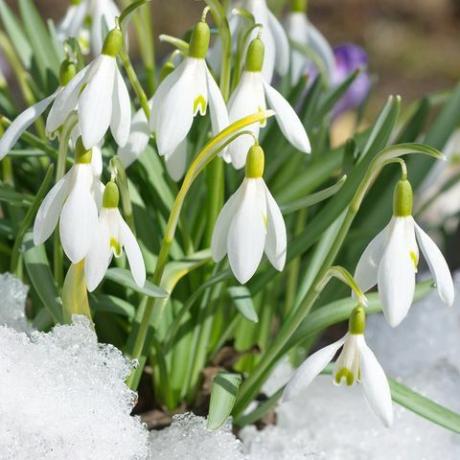 Galanthus woronowii snežienka