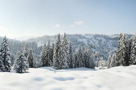 Zasnežená krajina a evergreeny v Nemecku