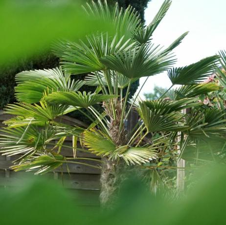 stredomorská vejárová palma chamaerops humilis palmy