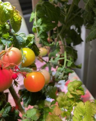 kliknite a pestujte žlté paradajky