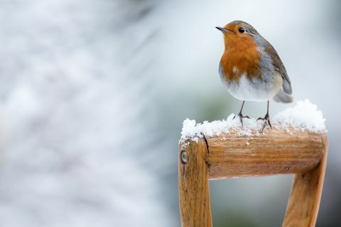 Robin v zime sneh - sediaci na rúčke