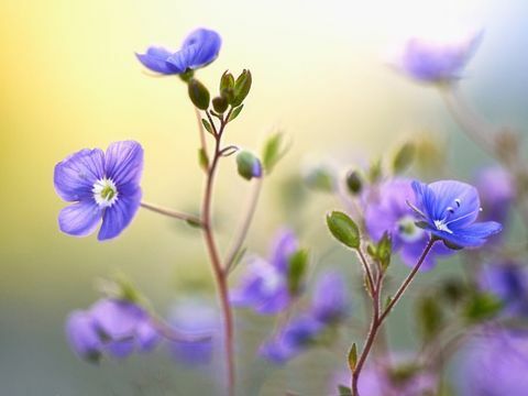 Fotografická súťaž RHS 2017 Víťazi kategórií: Víťaz, Čisté rastliny, Jar, Dianne Anglicky