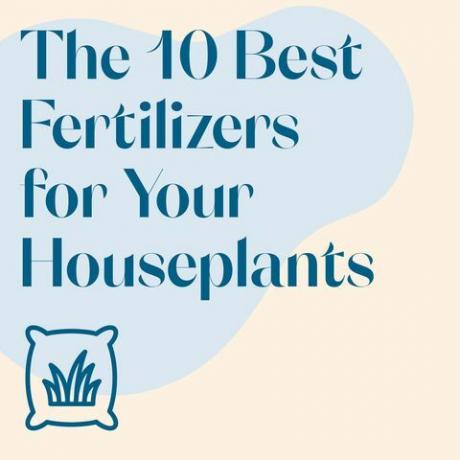 hnojivá pre vaše izbové rastliny