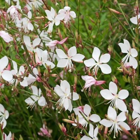 Nevesta Gaura lindheimeri - Rastlina víriacich motýľov