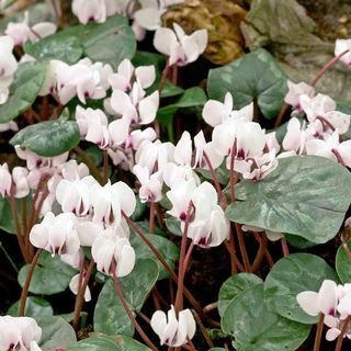 Cyclamen Bulbs - coum Album