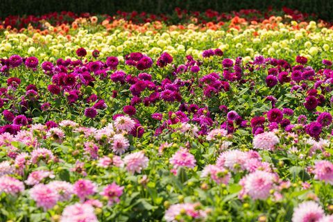 Dahlias na RHS Tatton Park Flower Show 2019