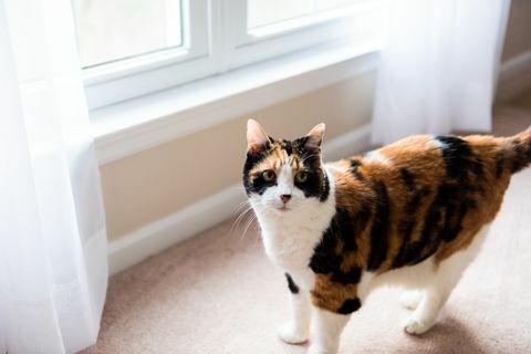 Žena calico cat tvár stojaci pri pohľade z okna na kobercovej podlahe spálne a záclony