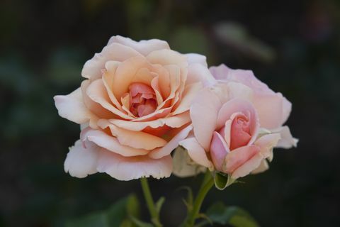 Ružové ruže v záhrade Merrick Rose Garden