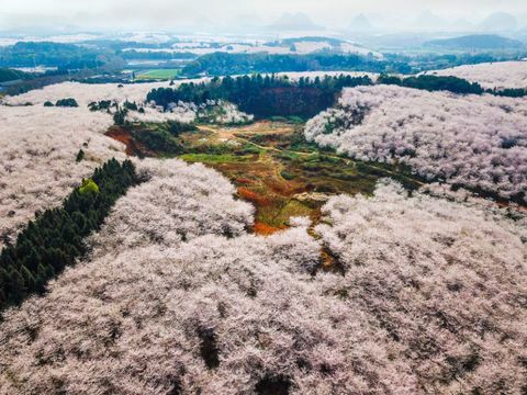 Čerešne na farme Pingba v Guiyang, provincia Guizhou v Číne