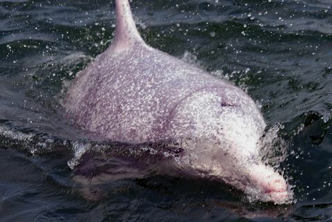 hongkong ochrana životného prostredia živočíšny delfín