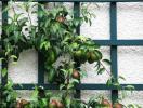Najlepšie ovocné stromy pre malé záhrady