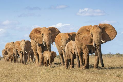 Keňa, okres Taita-Taveta, národný park Tsavo East, stádo slonov afrických (Loxodonta Africana) pohybujúcich sa v jednom súbore