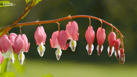 krvácajúca rastlina srdca rastúca v rachel de thames garden chelsea flower show 2020 bbc