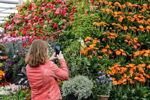 bbc gardeners world live 2019 kvetinový markíz účastník fotografovania rastlinnej pyramídy