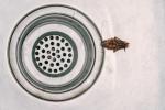 Ako udržať šváby mimo váš domov