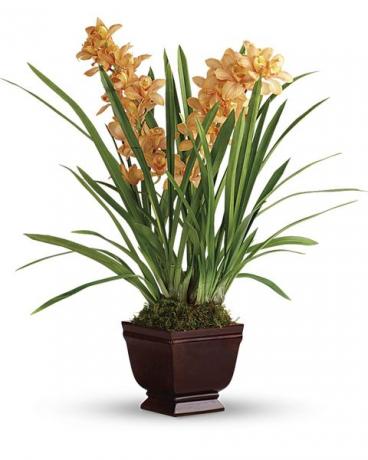 pomarančová orchidea cymbidium