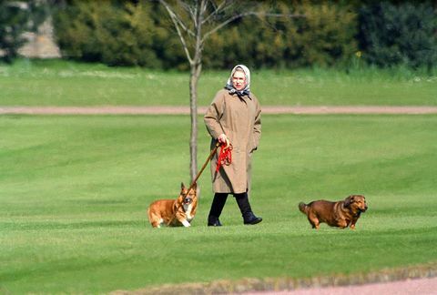 Kráľovná Alžbeta II. Chodila so svojimi psami na hrad Windsor