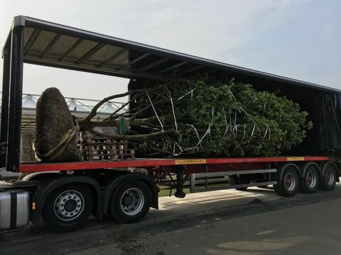 Chelsea Flower Show 2019: Vitajte v záhrade záhrady Yorkshire