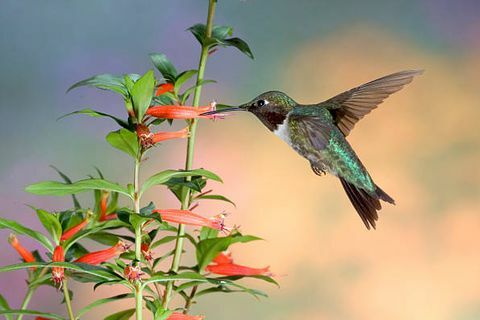 kolibrík zvädnutý v hrdle, archilochus colubris, je druh kolibríka, ako u všetkých kolibríkov, tento druh patrí do čeľade trochilidae a je toto malé zviera, ktoré je v súčasnosti zahrnuté v poradí apodiformes, je jediným druhom kolibríka, ktorý pravidelne hniezdi východne od rieky mississippi na severe Amerika