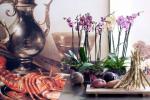 3 druhy orchideí, ktoré vám pomôžu prijať trend harmonizácie 2017