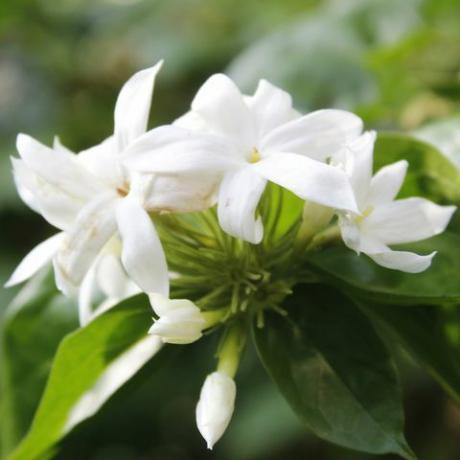 záhradná oáza, biele trachelospermum jasminoides kvitnúce v záhrade, detail