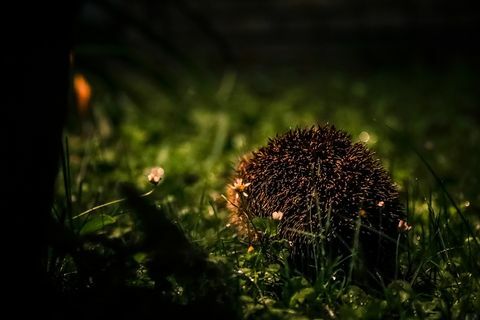 Divoký ježko sa schováva v tme za dažďovej noci