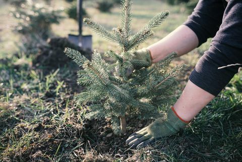 Pracovník zasadiť do záhrady mladý strom. Malá plantáž na vianočný stromček. Picea pungens a Abies nordmanniana. Smrek a jedľa.
