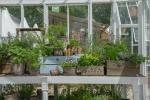 Skleníky a skleníky: 4 z najväčších rastlín pestovaných podľa sklených trendov