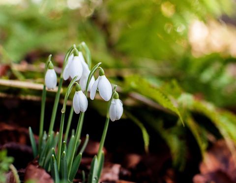 Zhluky snežienok (Galanthus) rastú prirodzene