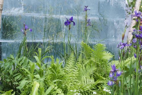 chelsea flower show 2022 the plantman's ice garden navrhnutá john warland sanctuary garden