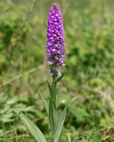 orchidea močiarna dactylorhiza praetermissa rastlina v kvete